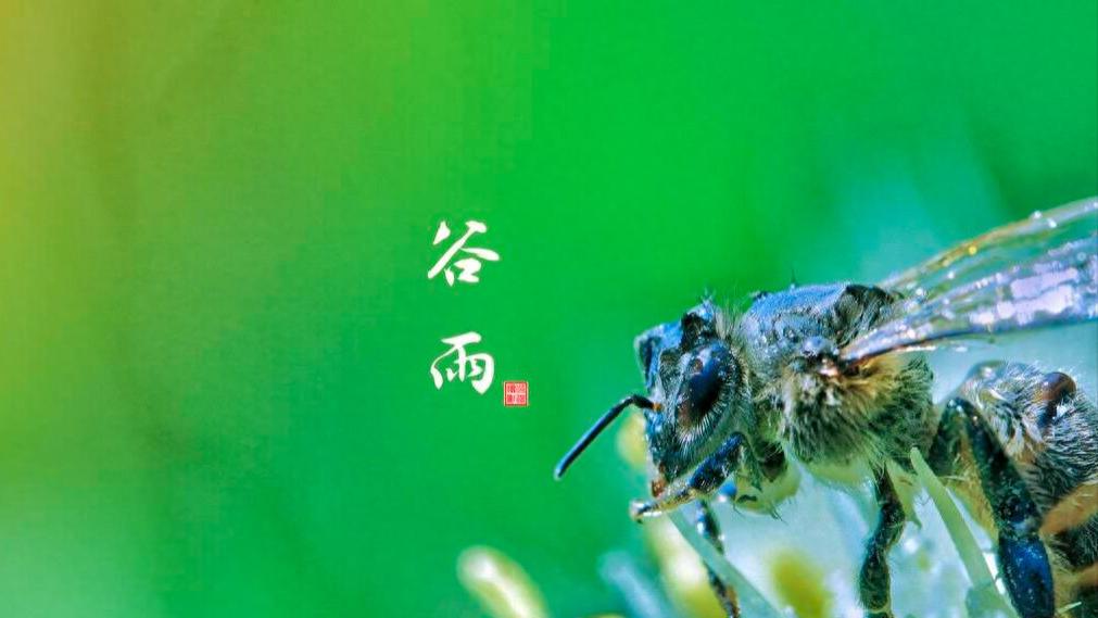 “谷雨尝三鲜，羡煞活神仙”，4月19日谷雨，3鲜指啥？可别错过了