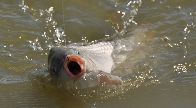 钓鱼参加“空军”没必要沮丧,搞清楚了其中原因,反而该感到欣慰