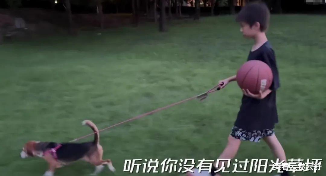 杜江分享收养实验犬后续:不会下楼梯,没见过草坪和太阳?,让人泪目