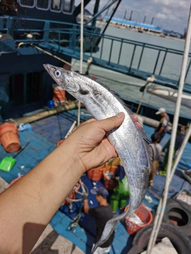 带鱼明明来自深海,为什么却成了最平民的海鲜?答案出乎你的意料