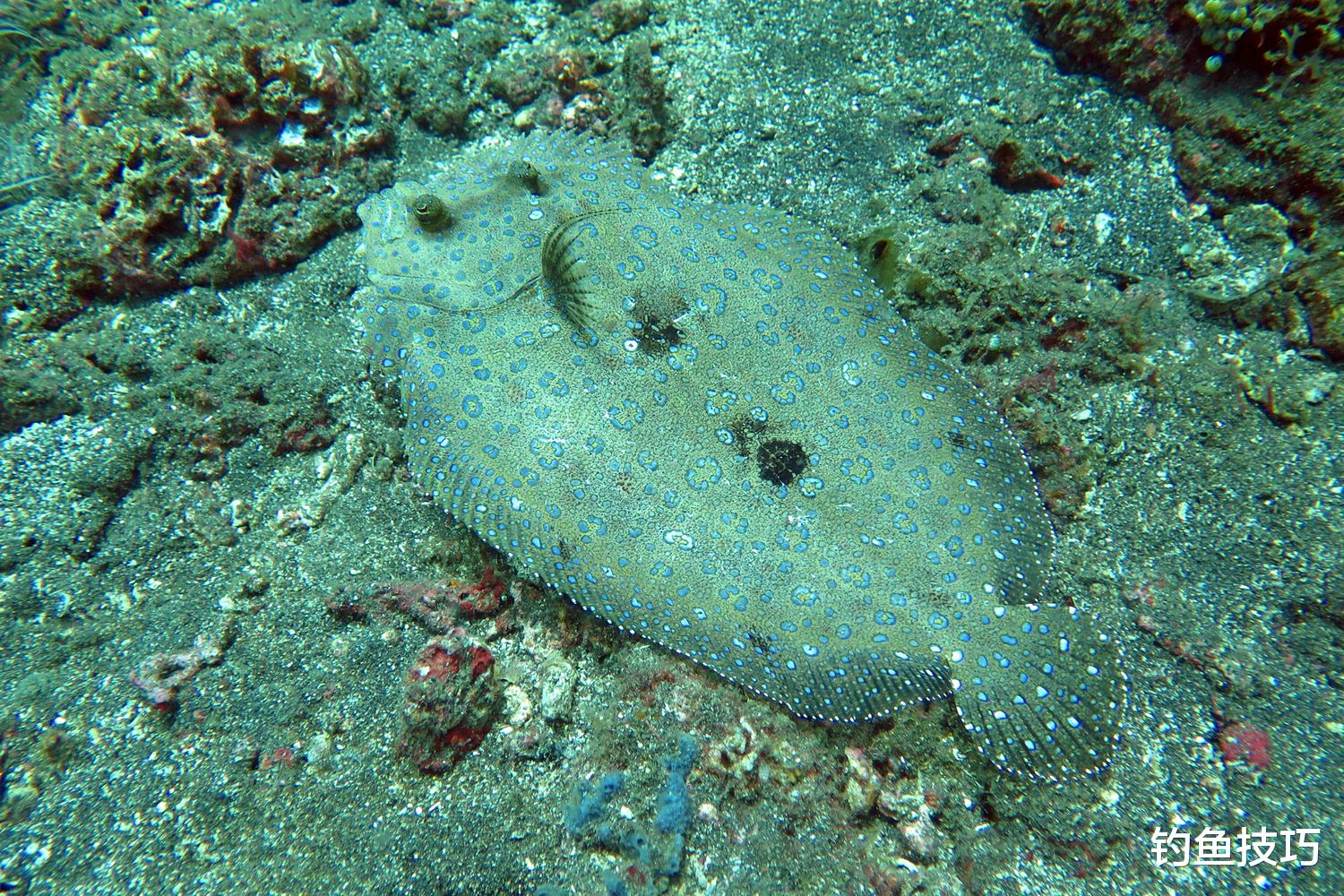 怎样钓比目鱼?比目鱼的习性和垂钓技巧