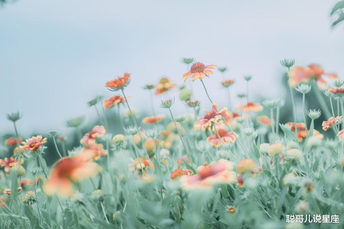 严肃认真，一心拼事业的三个星座女，是天生的女强人