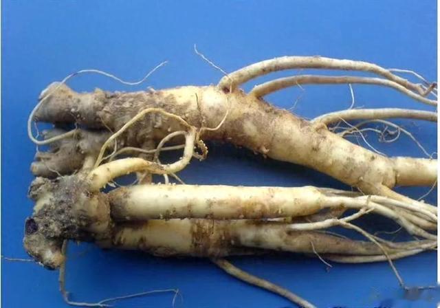 这篇文章把中药桔梗的临床妙用讲得真透彻