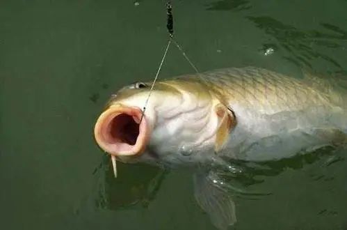 “钓鱼钓窝外，大鱼上钩快”，这句谚语背后隐藏着智慧的结晶