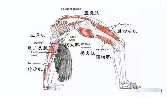 瑜伽“后弯女王”——轮式，你解锁了吗？