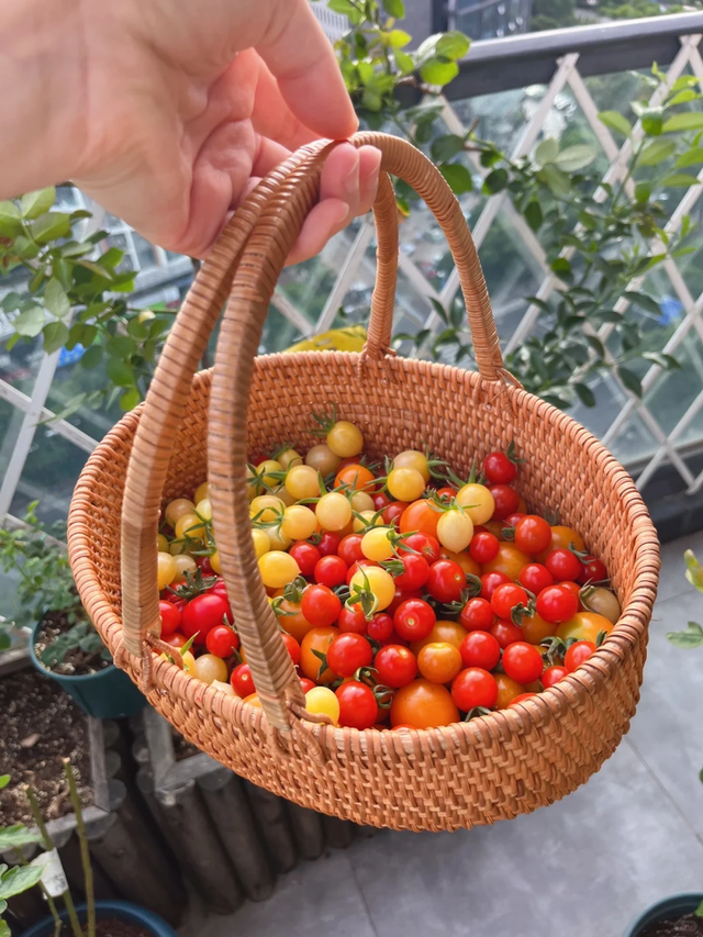 张馨予的豪宅曝光，无数人直呼羡慕: 花海美不胜收，菜园圈粉百万