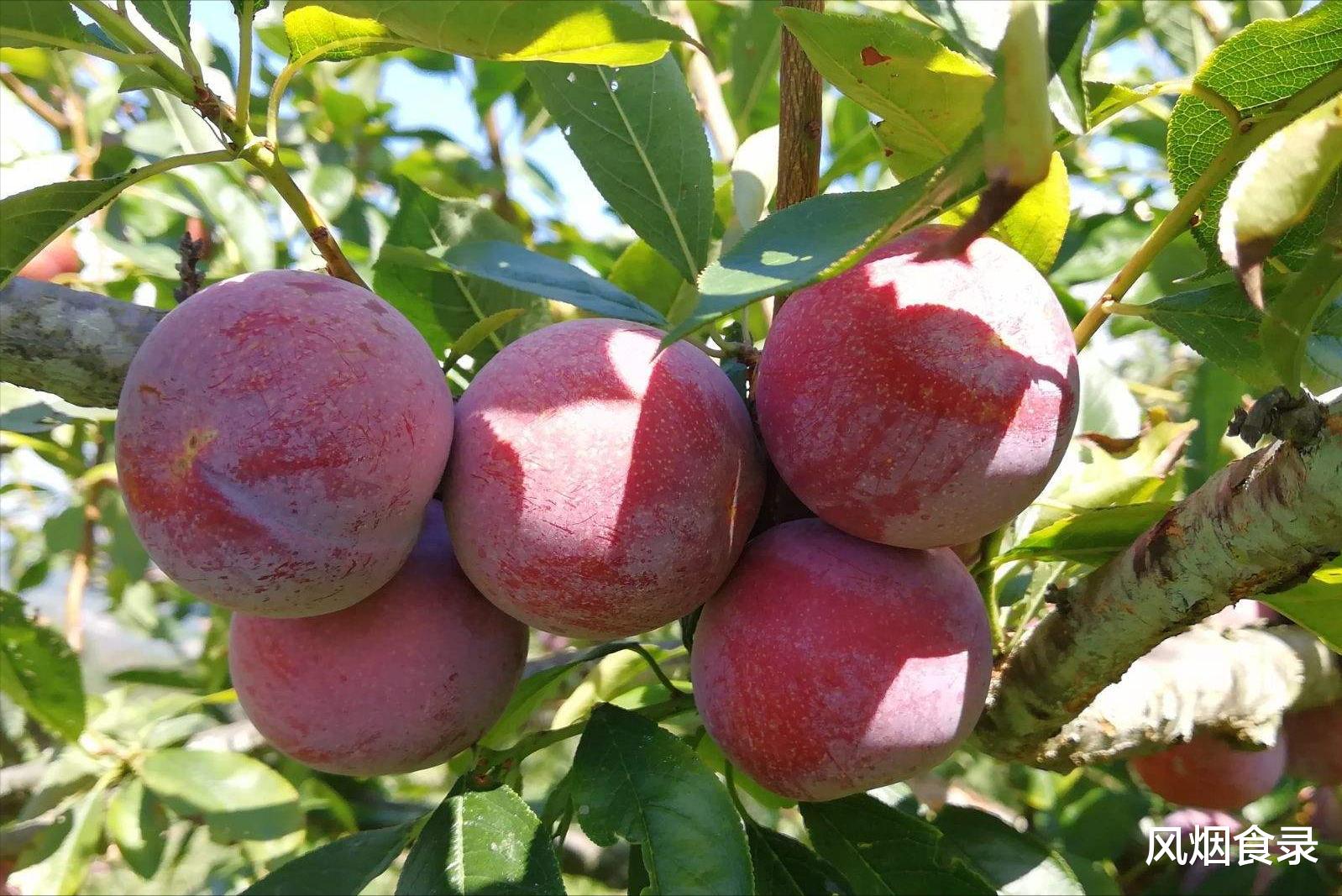 在中国，这10个地方的“李子”最好吃！味甜，汁多，错过可惜了