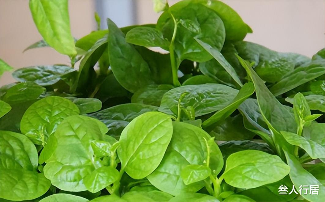 6月,这种菜使劲吃,一补脾、二健胃、三润肠,鲜嫩好吃别错过!