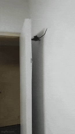 搞笑GIF：女朋友给我分享减肥成果，我悬着的心终于放下了