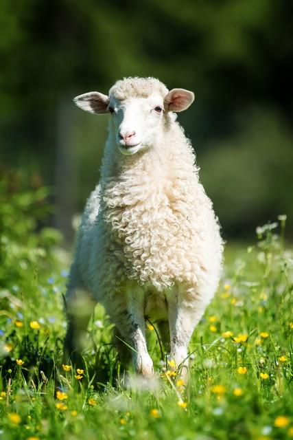 生肖羊：温柔之美与和谐之魂