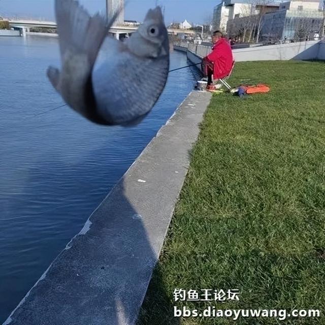 腥香地狱猫初春爽钓鲫