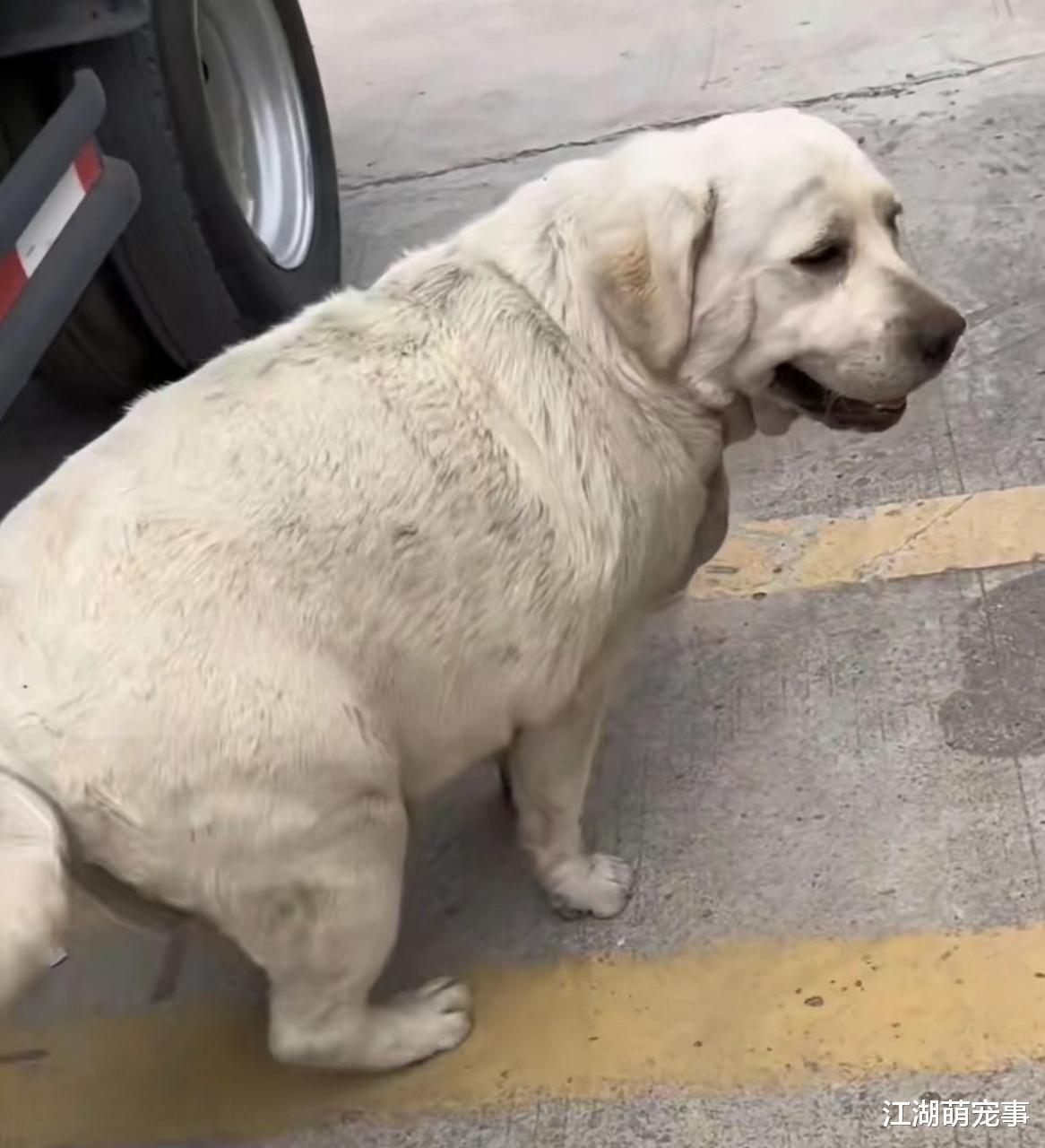 拉布拉多犬太胖可咋办?学这几招帮它减肥