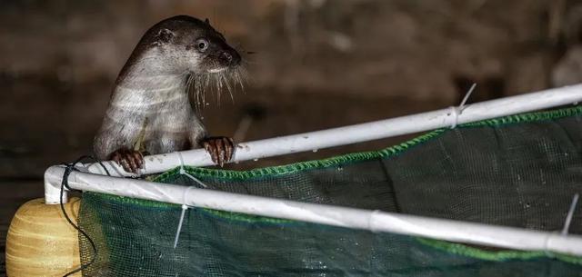 38岁刘诗诗，突传消息！