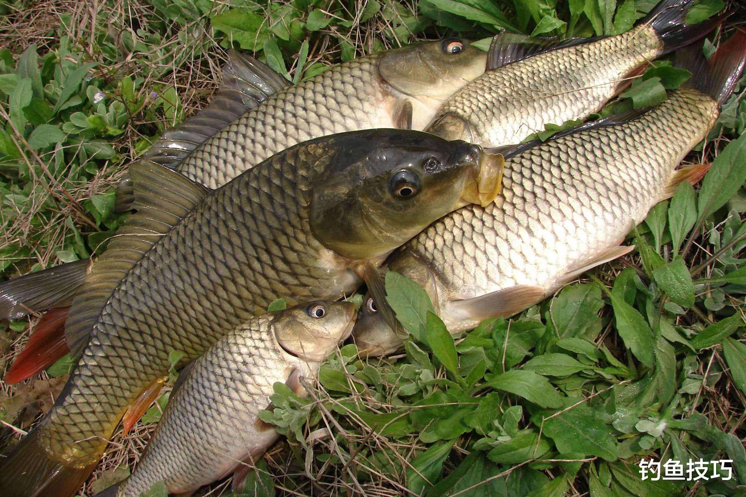 夏季野钓大鱼的5个步骤,守得云开见月明