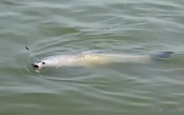 四大家鱼之首的青鱼,为何被称为“索命鱼”?它到底有啥可怕之处