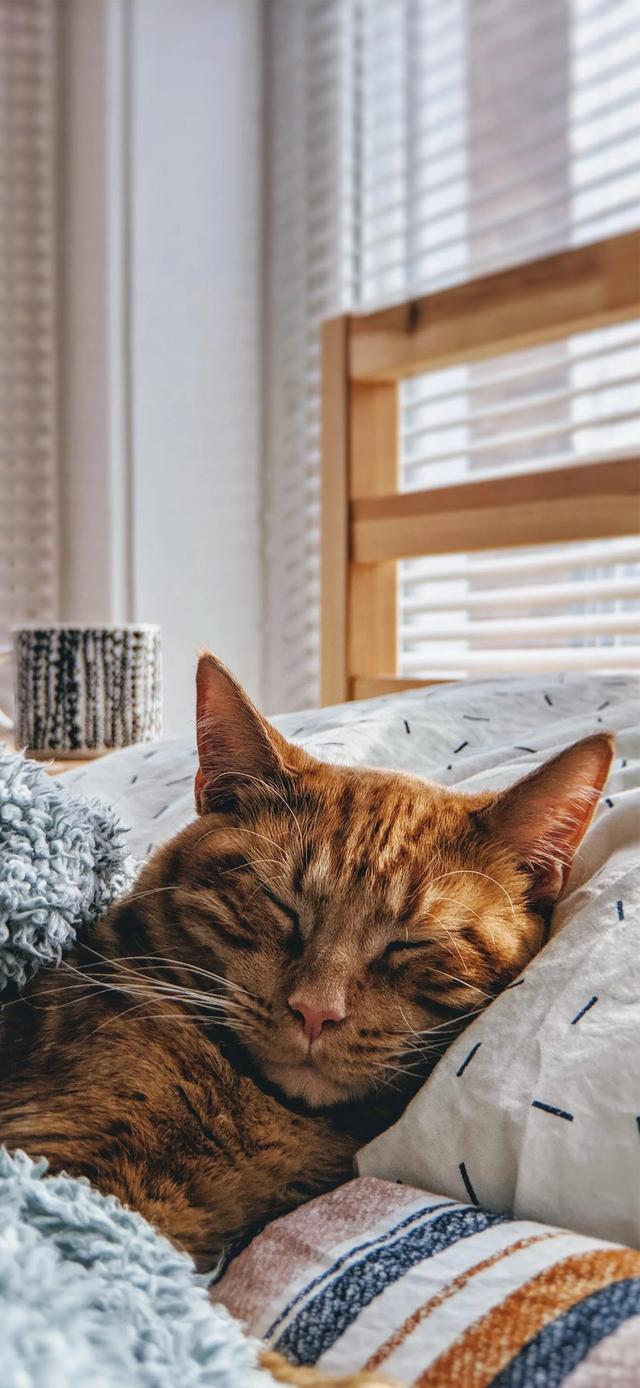 手機壁紙，趣玩，美圖分享