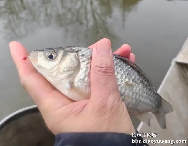 初春水冷,“猫”仍擒鲫
