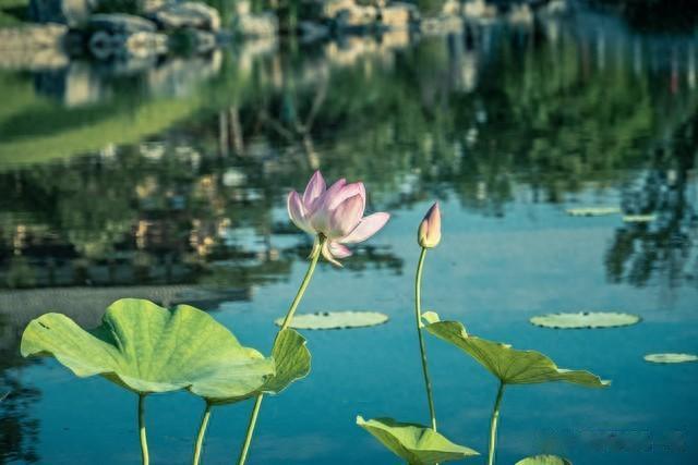 七言诗 六月荷塘