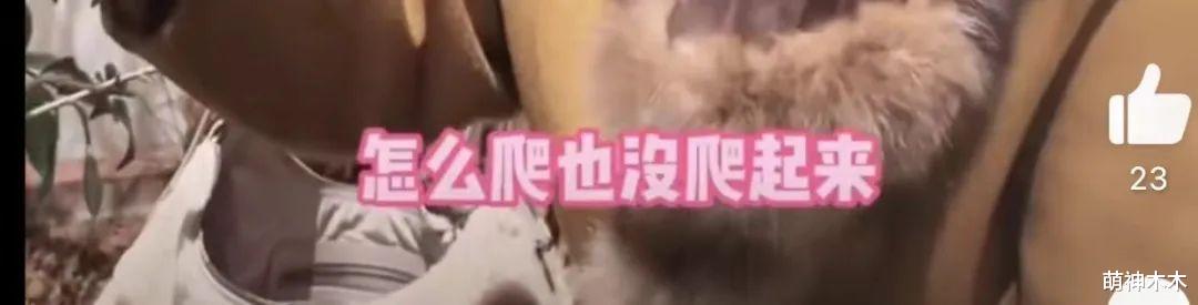 张兰模仿大S被骂无底线！直播间遭警告下线，本人回应否认模仿