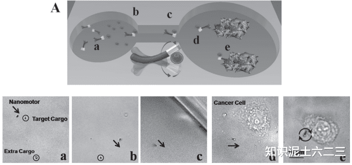 水凝膠微型機(jī)器人，材料多樣性能優(yōu)