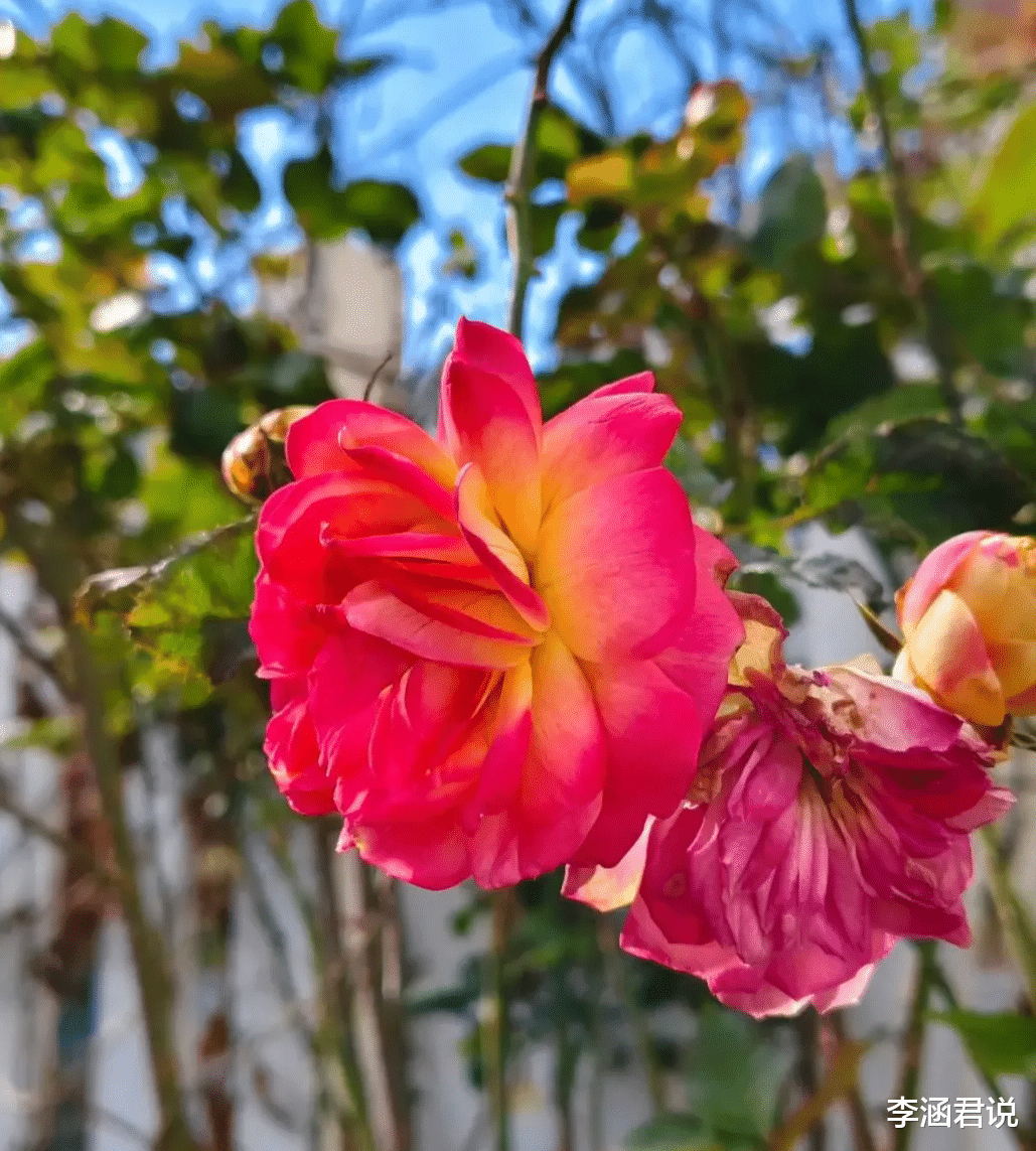 vivo S20好评率高达99%,广受用户好评,性价比极高的选择!