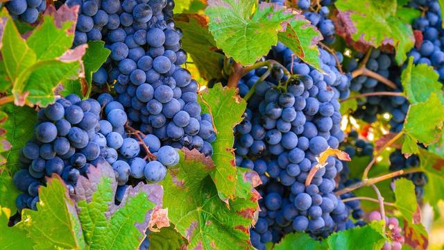 5种含糖量高的水果，比吃肉还容易长肉！想要减肥的女生，要少吃