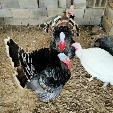 曾被西方当成宝，营养价值比牛羊还高，在中国却没人吃也没人养？