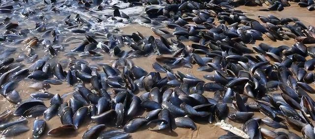 浑身都是“寄生虫”的4种鱼，卖鱼老板自己从来不吃，白送也别要