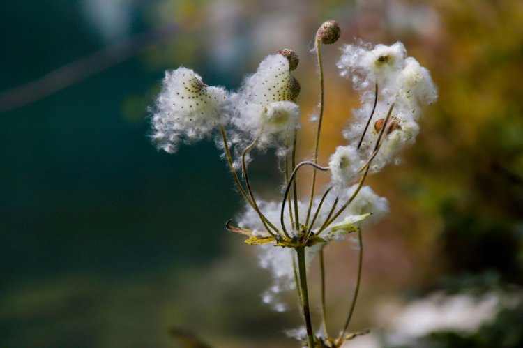 柠檬能杀死12种癌,比化疗强一万倍?喝柠檬水能抗癌?告诉你真相
