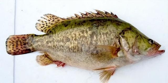 桂鱼和鳜鱼区别?哪种最好吃?