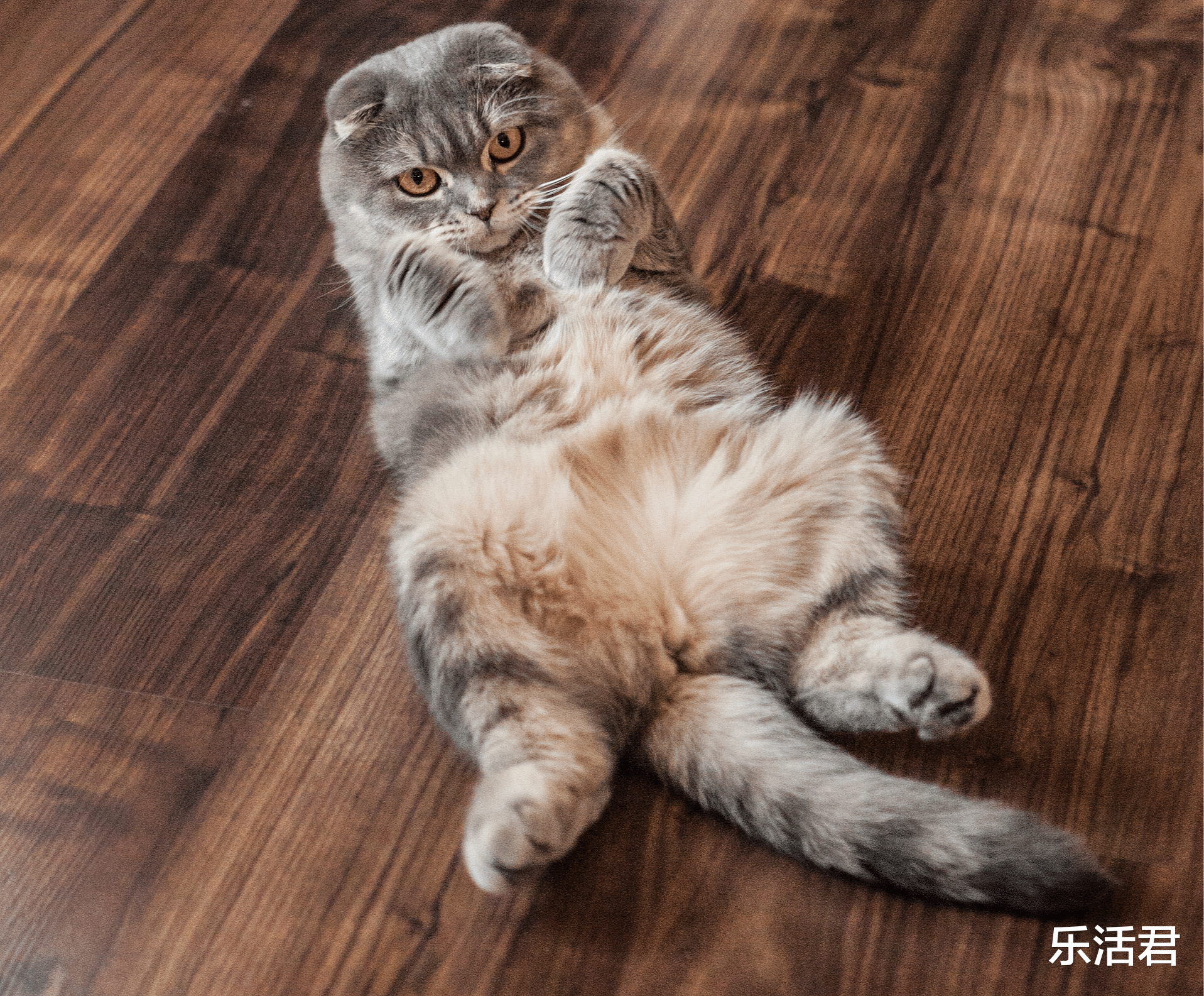 猫咪超重怎么办?教你几个给猫减肥的招儿