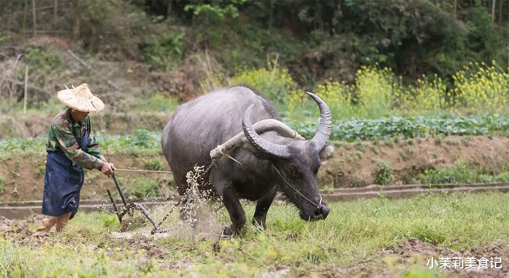 “坟前3不供,子孙不受穷”,3不供指啥?清明节上坟祭祖,要了解