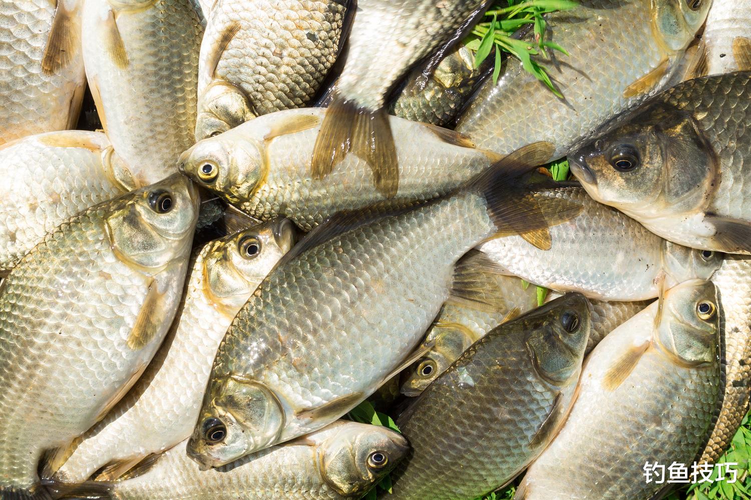 5月钓鱼的5个注意事项,适应变化才能钓得多