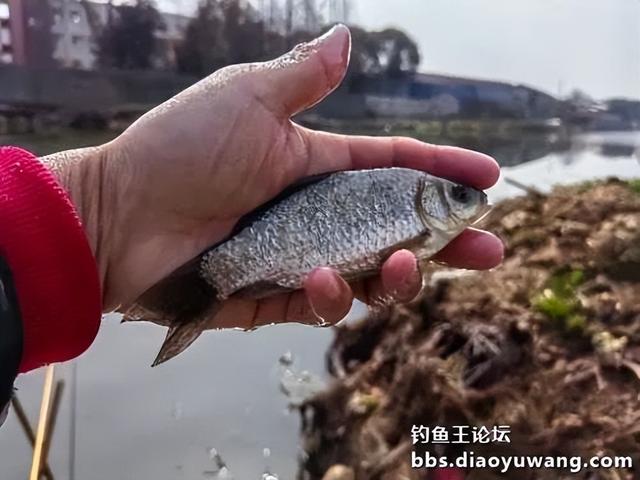 春钓浅滩，带包地狱猫就够了