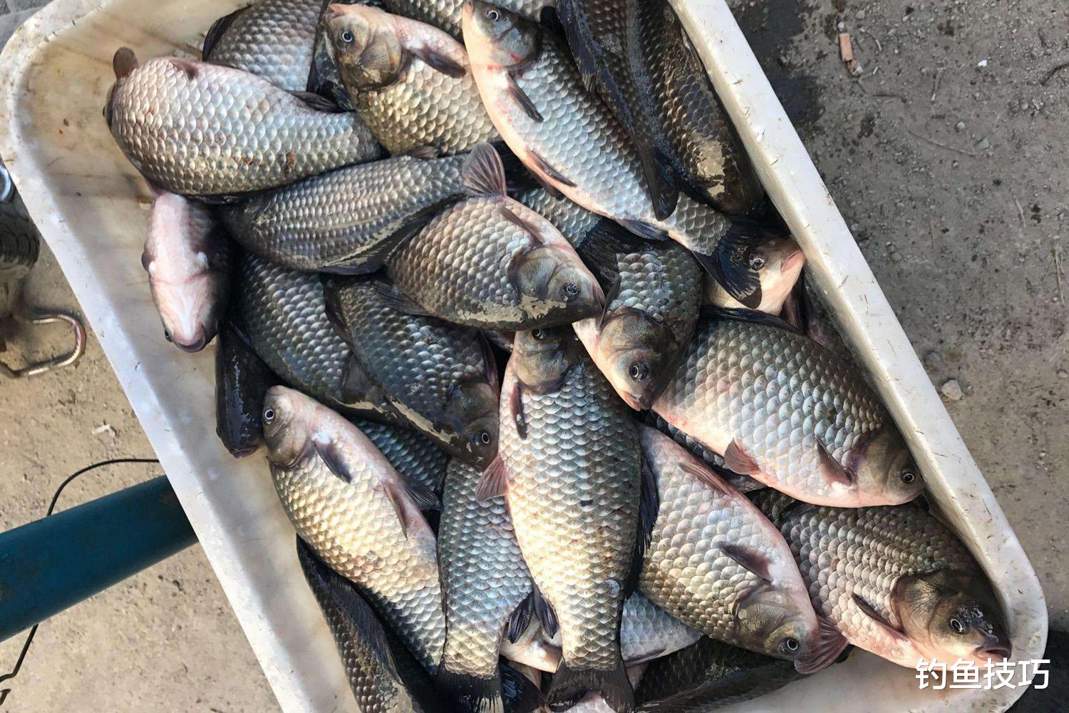 钓鱼用饵的5大认知错误，很多钓友都容易犯