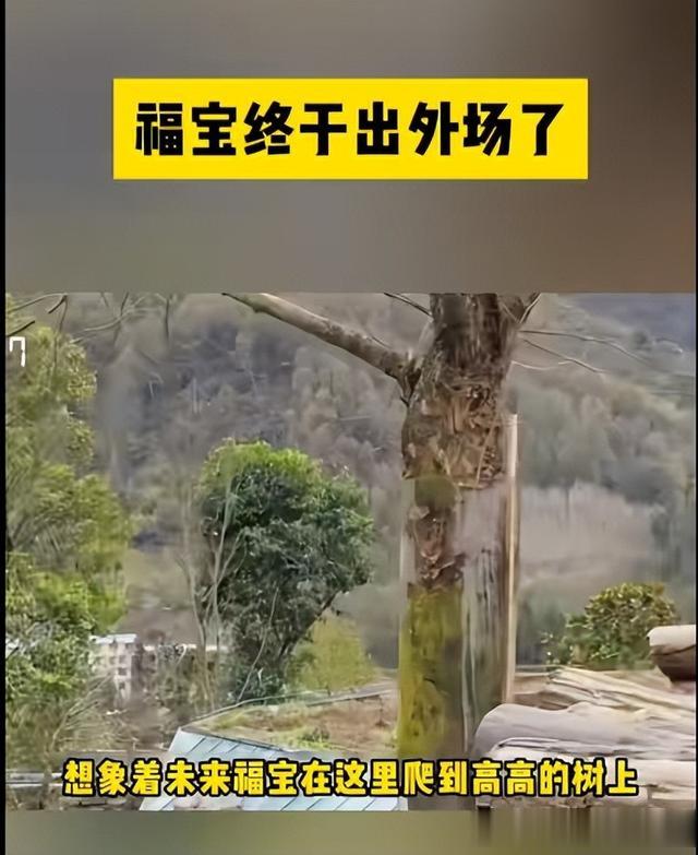 福宝终于出外场了，看到大朵朵好兴奋：姜爷爷看到了眼睛红红的…