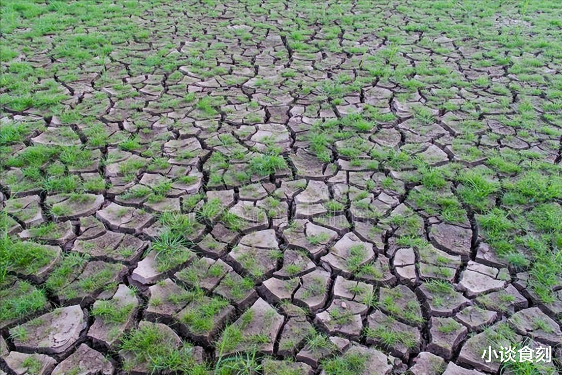 北方多地出现“干旱”,农谚说“五月旱不算旱”,为啥这么说?