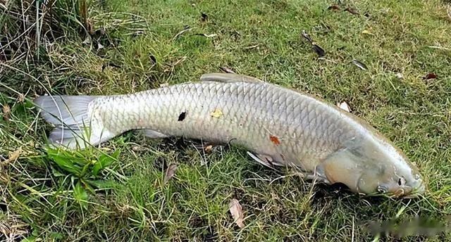 四大家鱼之首的青鱼,为何被称为“索命鱼”?它到底有啥可怕之处