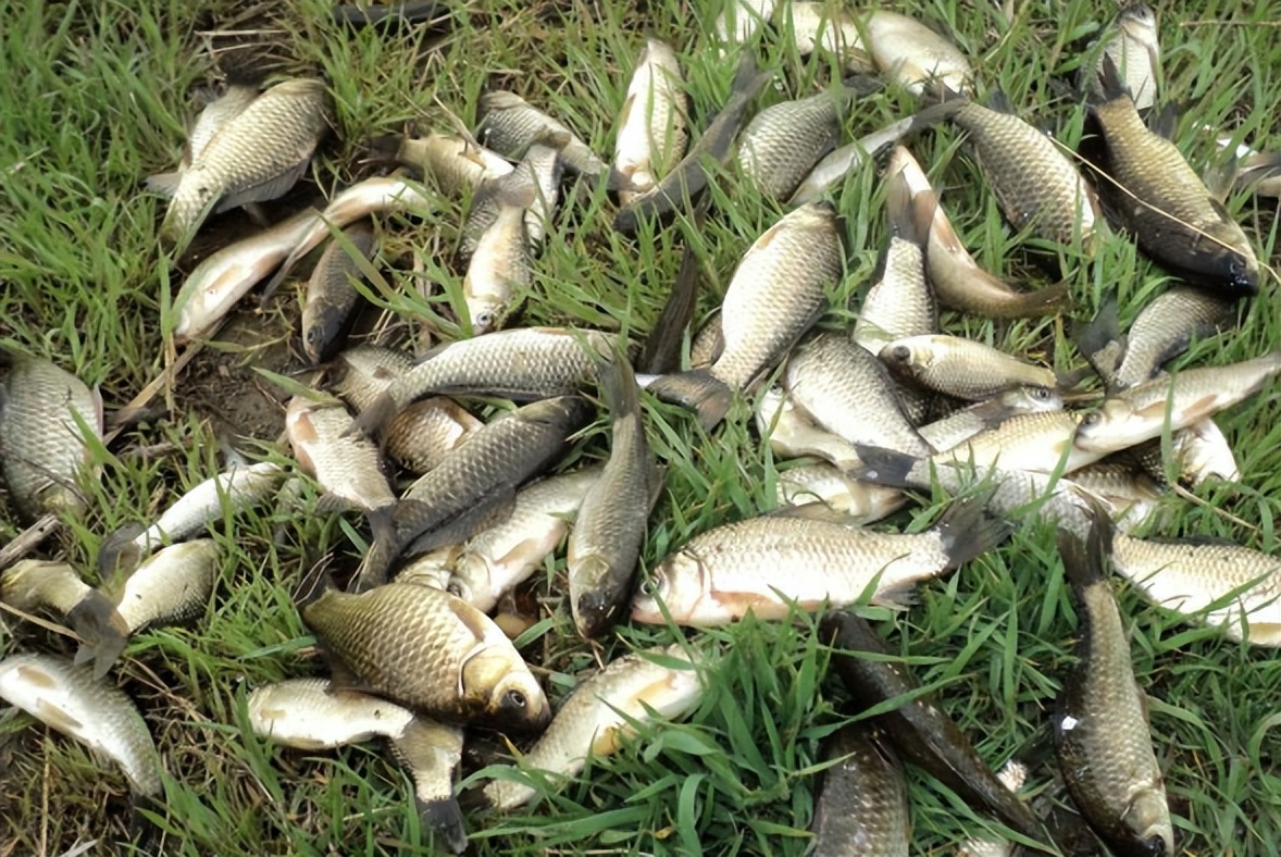 春日吃鱼，建议大家：少吃鲢子和草鱼，多吃4种，鲜美还不贵
