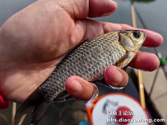 春钓浅滩，带包地狱猫就够了