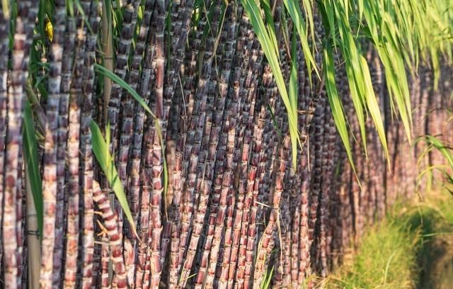 盘点八种即将消失的水果,儿时味道慢慢被淘汰,你怀念哪一种