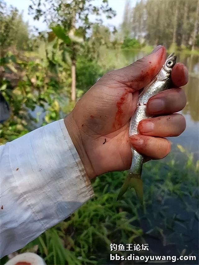 地狱猫头伏立功