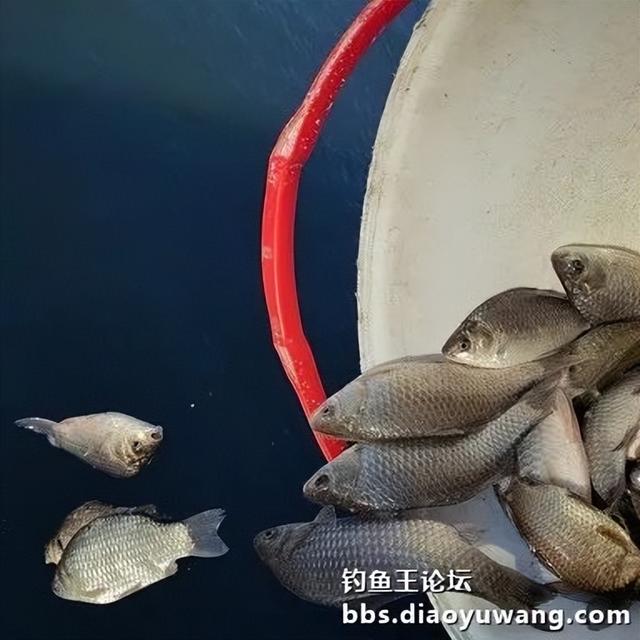 腥香地狱猫初春爽钓鲫