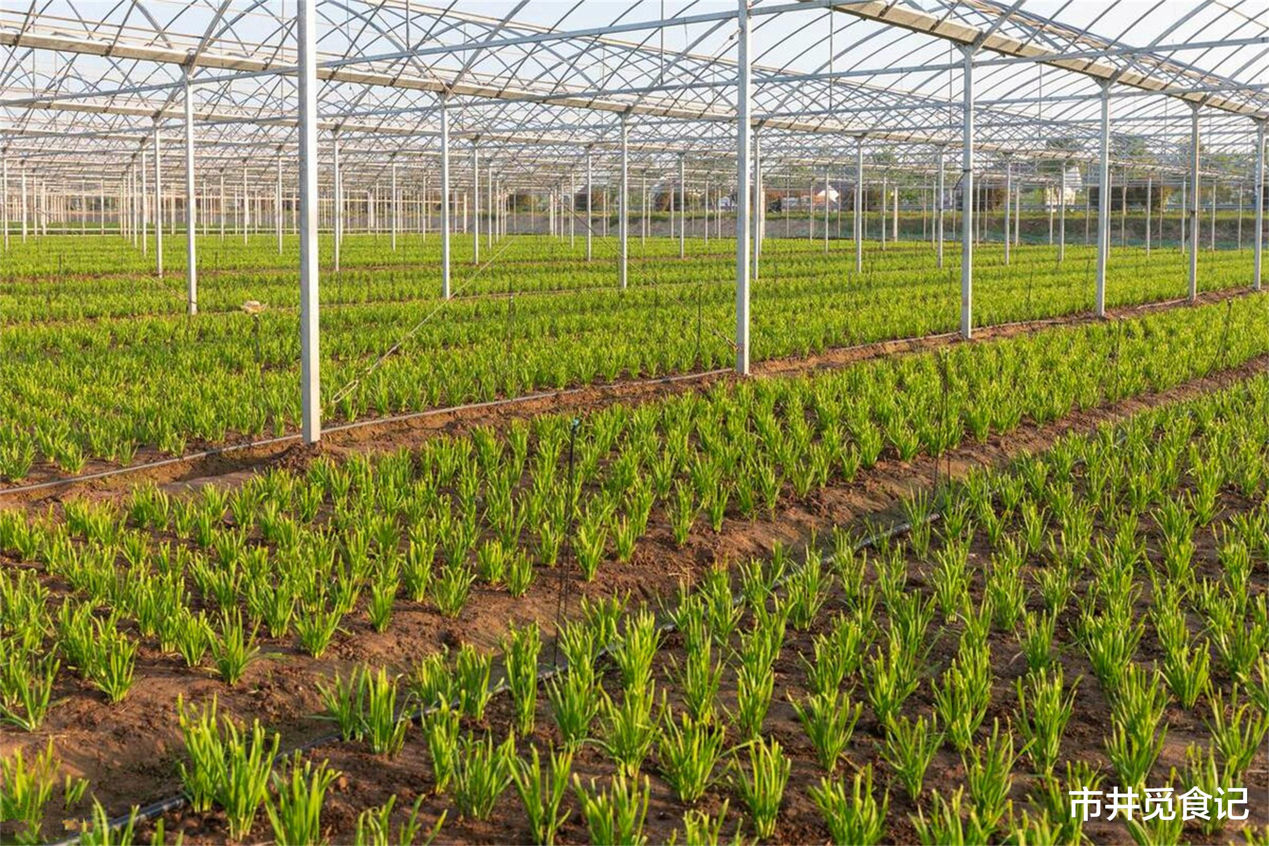 春天吃韭菜，“紫根”和“白根”差别大了！哪种好？建议多了解