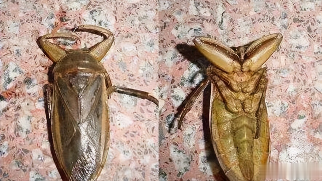 “水中霸王”水知了：连毒蛇都是它的家常菜，口感却比螃蟹还鲜美