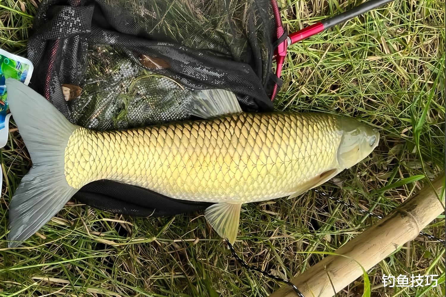 夏季钓草鱼饵的四种味型,黑坑野钓通用