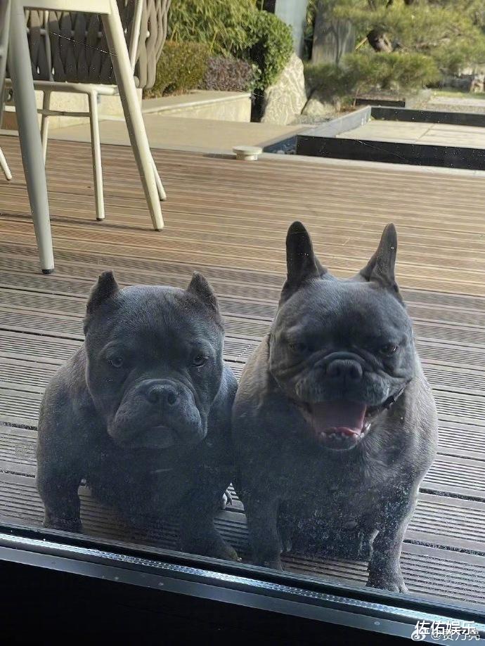 有望复合?贾乃亮甜馨同床共枕超有爱,与李小璐关系和谐