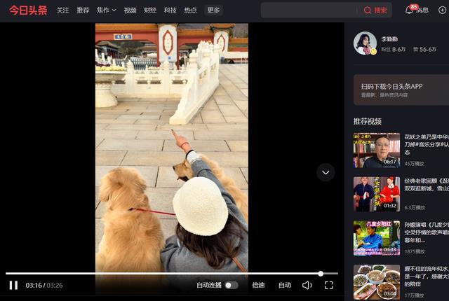 周海媚去世一周年，生前养的毛孩子六六墩墩前往墓地看望惹人泪目