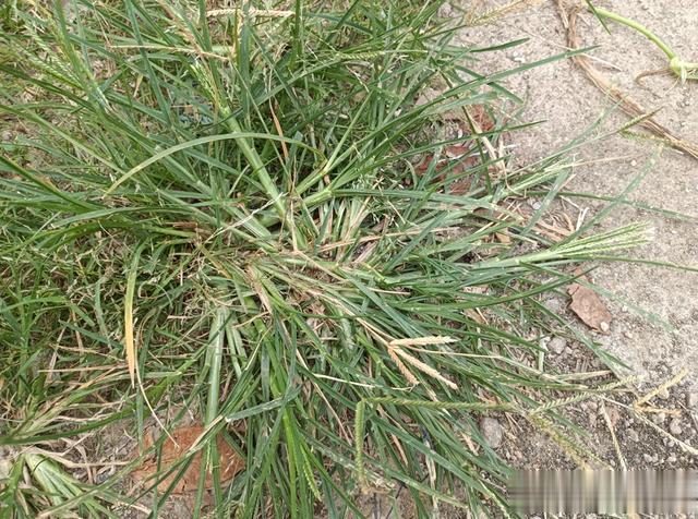 人称“千金草”，长在路边人人踩，实则价值珍贵，老中医十分珍惜