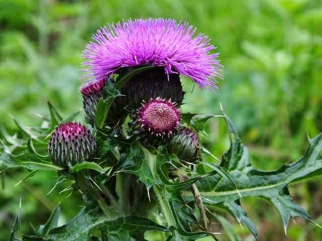 曾被农民当野菜吃,也是不可多得的高级补品,为何如今消失不见